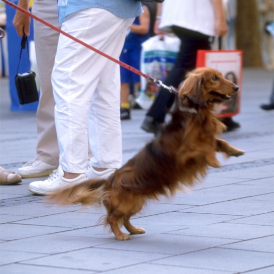 dog_20140718_02